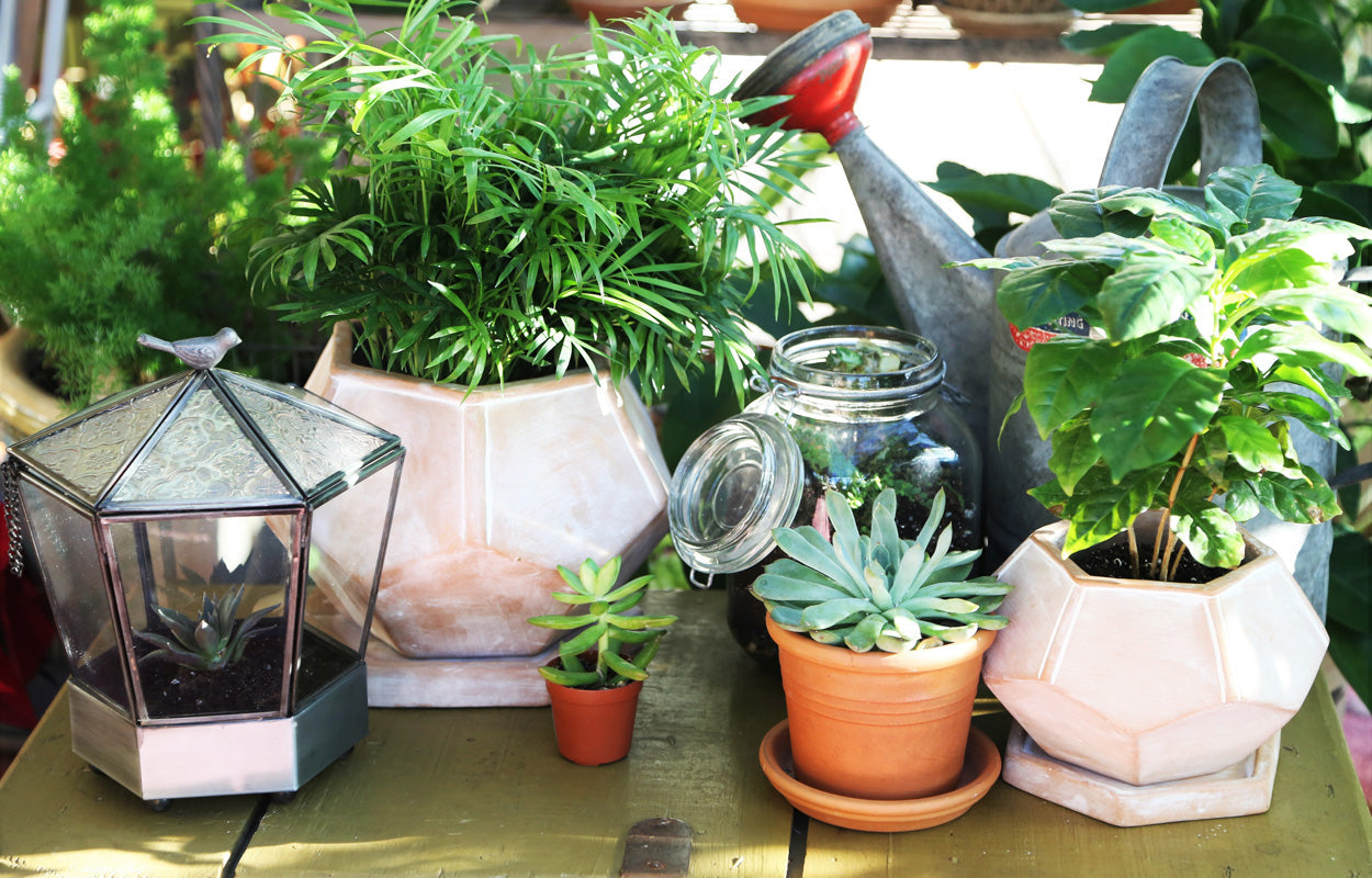 What not to do when urban gardening