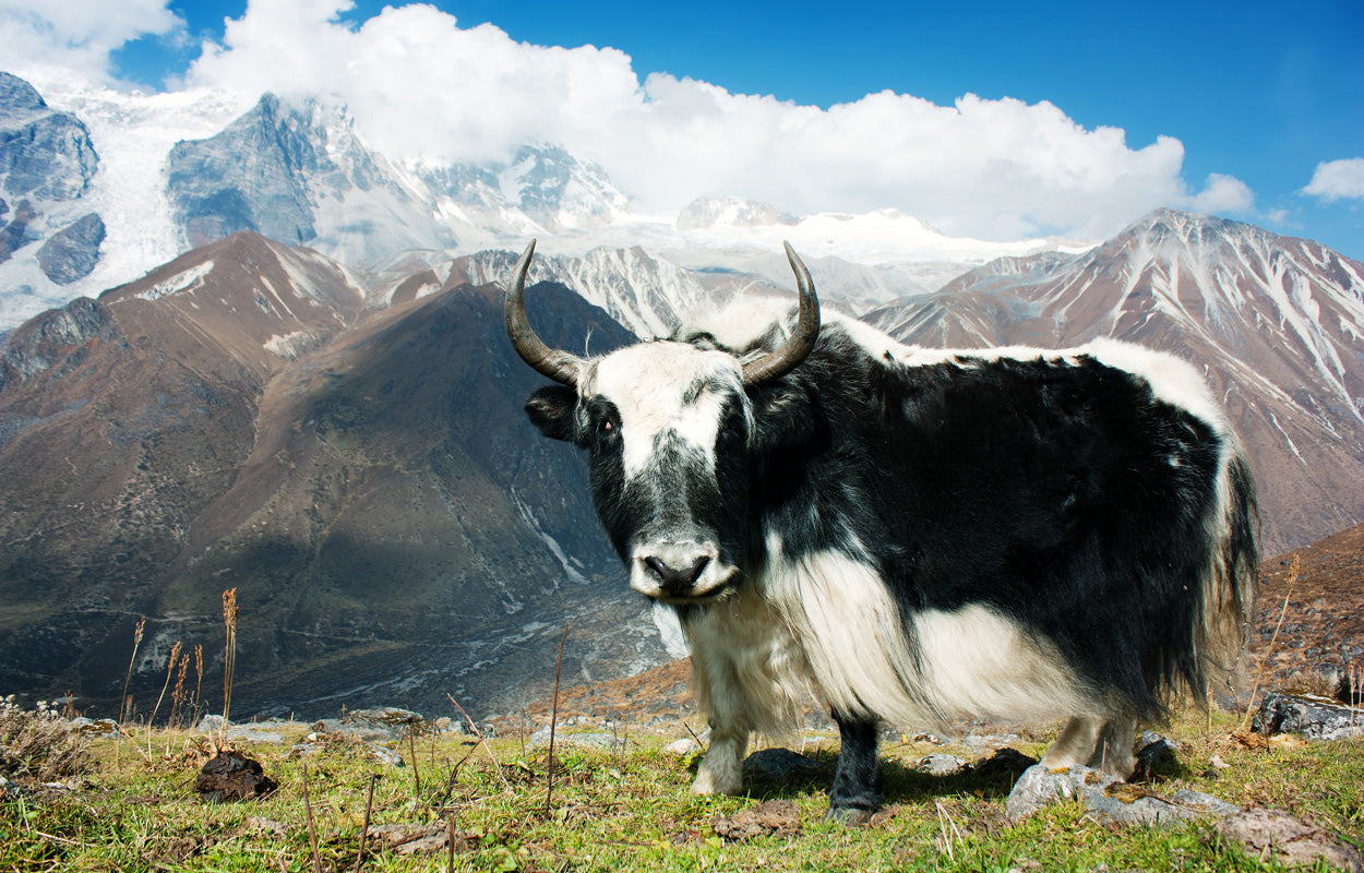 Explore Nepal: A vivid journey through a visitor's eyes