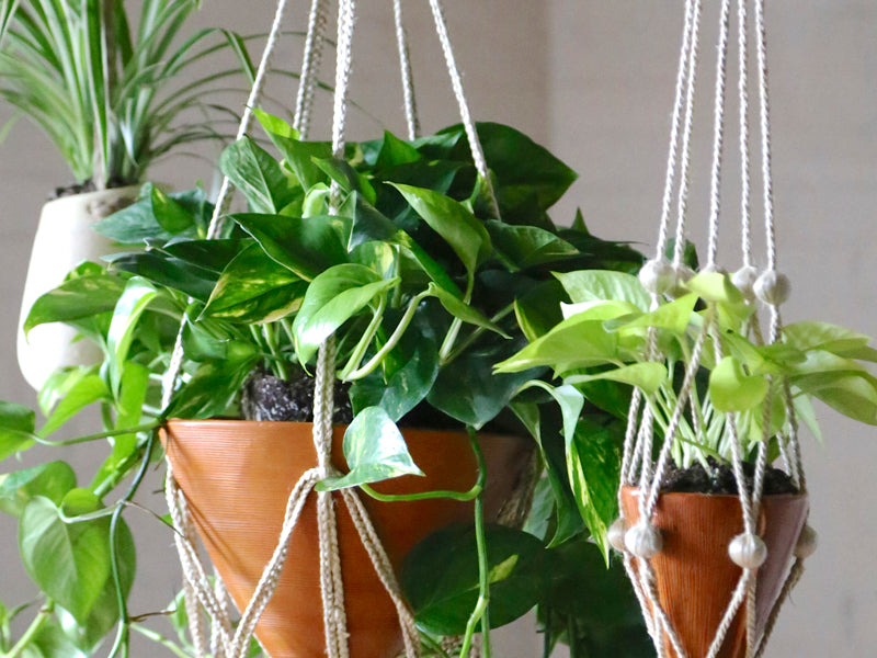 Your Guide to Happy Healthy Houseplants