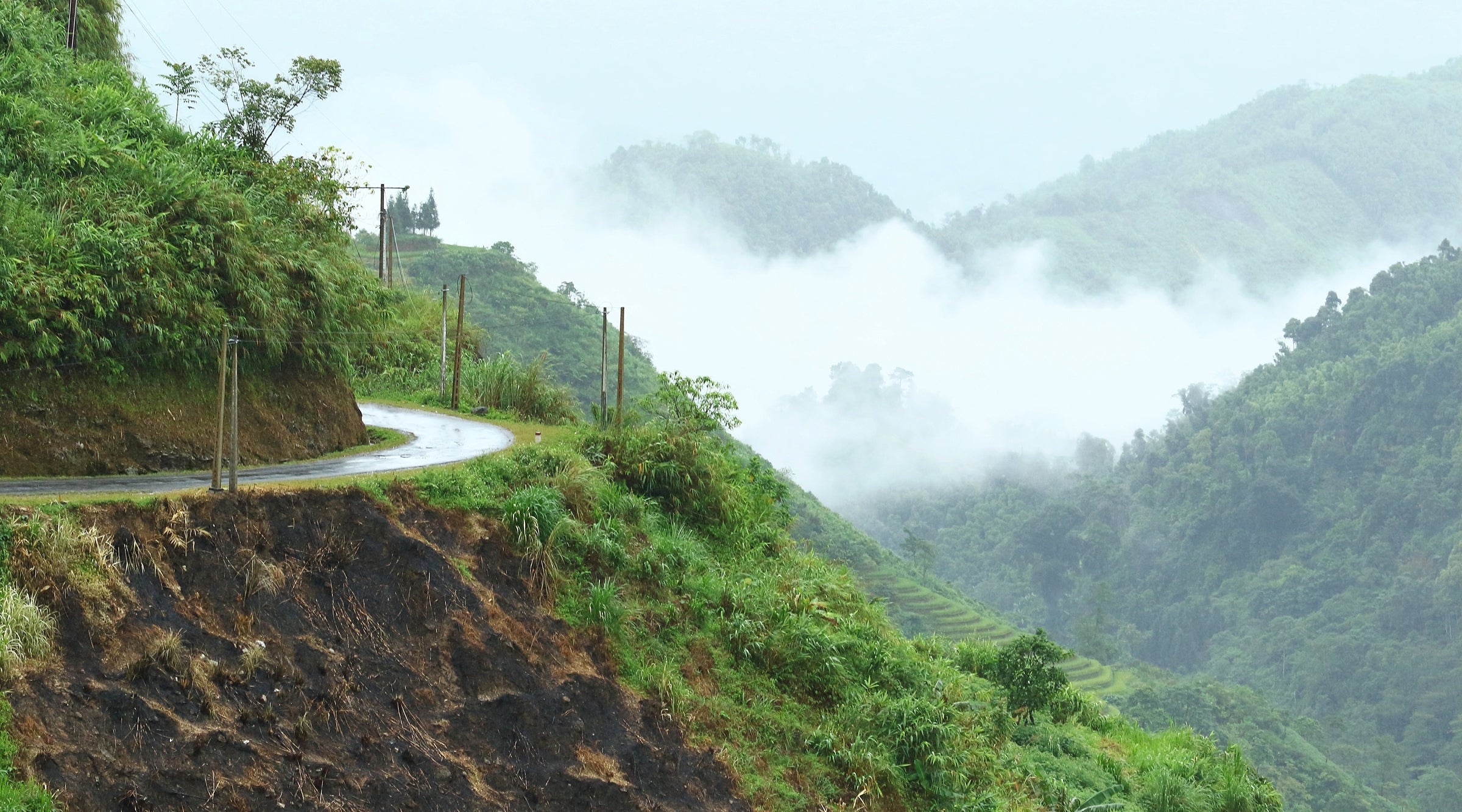 Misty lush mountain.