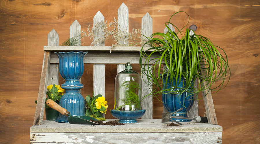 How-To: Terrariums – Houseplants Made Easy