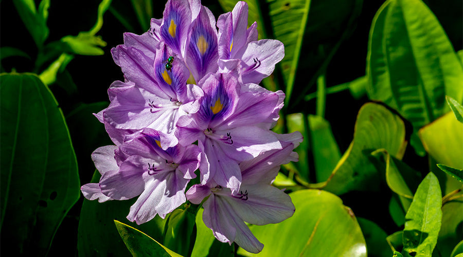 Water Hyacinth - an Invasive Species in Lake Victoria
