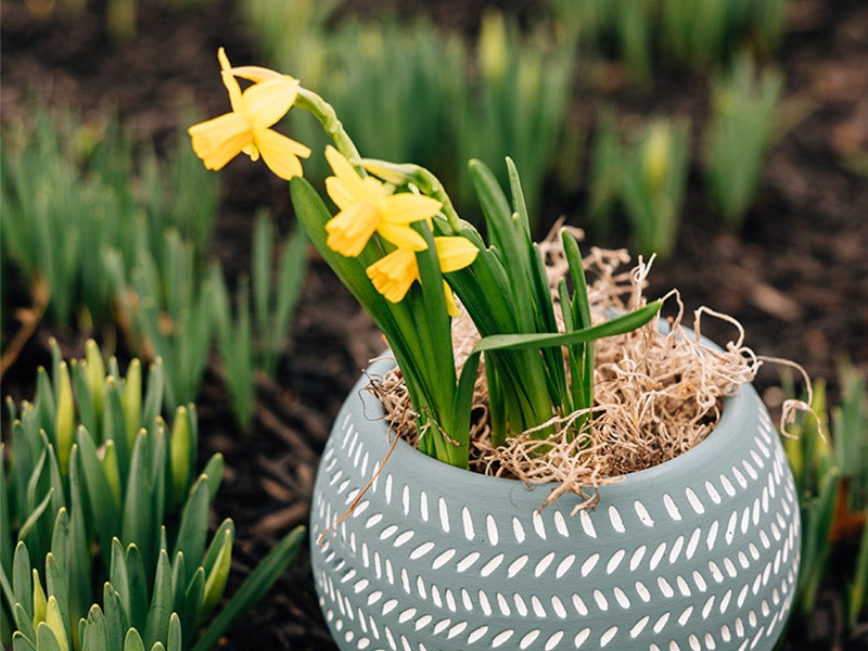 Signs of Spring: How to Plant Seeds