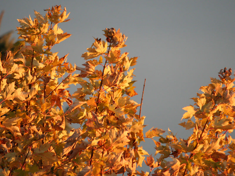 Three Ways to be the Best Guest at a Fall Wedding