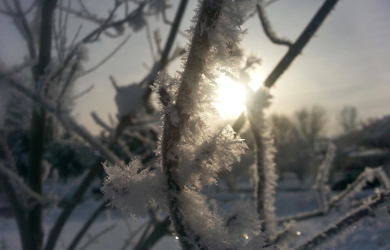 Come Make Friends with Frost