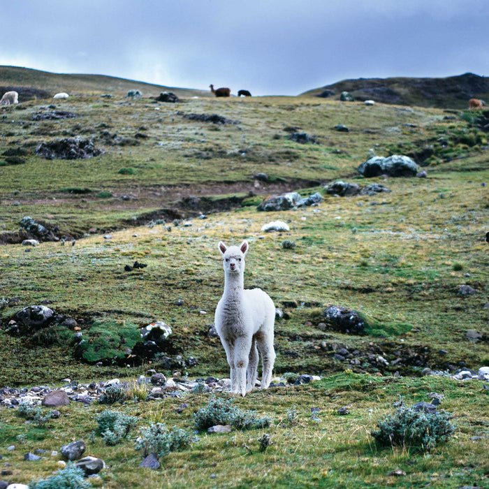 Alpaca Wool Mittens - Grey 6