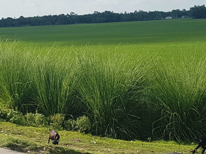 Bright Day Hamper - Ten Thousand Villages